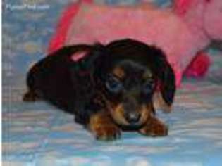 Dachshund Puppy for sale in Sylvia, KS, USA