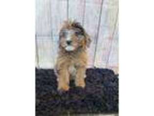 Mutt Puppy for sale in Hobbs, NM, USA