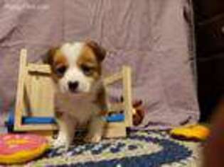 Pembroke Welsh Corgi Puppy for sale in Negaunee, MI, USA