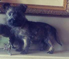 Cairn Terrier Puppy for sale in EL CAJON, CA, USA