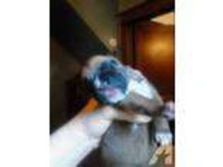Boxer Puppy for sale in COLUMBUS, IN, USA