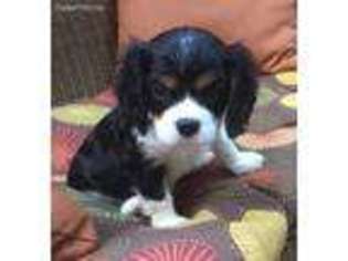 Cavalier King Charles Spaniel Puppy for sale in Iola, WI, USA