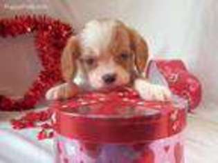 Medium Photo #1 Cavalier King Charles Spaniel Puppy For Sale in Greenville, TX, USA