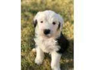 Old English Sheepdog Puppy for sale in Stevenson Ranch, CA, USA