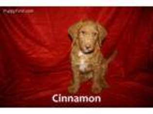 Labradoodle Puppy for sale in Hatfield, PA, USA