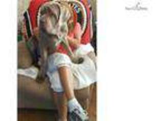 Neapolitan Mastiff Puppy for sale in Fort Worth, TX, USA