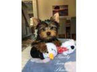 Yorkshire Terrier Puppy for sale in Ashburn, VA, USA