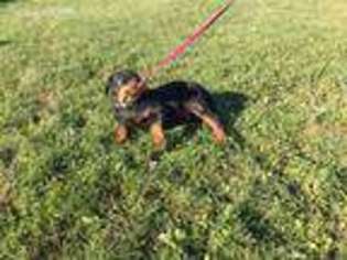 Rottweiler Puppy for sale in New Holland, PA, USA