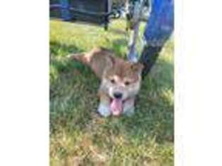 Shiba Inu Puppy for sale in Grabill, IN, USA