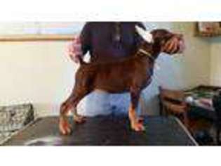 Doberman Pinscher Puppy for sale in House Springs, MO, USA