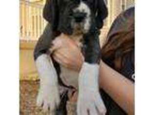 Great Dane Puppy for sale in Greenville, IL, USA