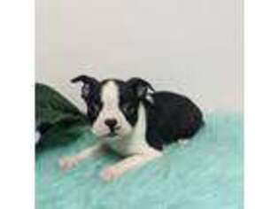 Boston Terrier Puppy for sale in Dundee, OH, USA