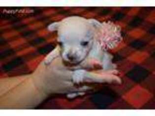 Chihuahua Puppy for sale in Royse City, TX, USA