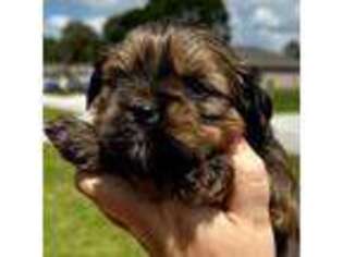 Lhasa Apso Puppy for sale in Palm Bay, FL, USA