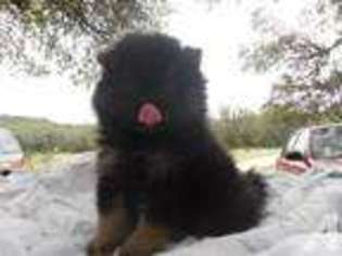 Pomeranian Puppy for sale in ROUND MOUNTAIN, TX, USA