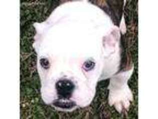 Bulldog Puppy for sale in Trenton, GA, USA