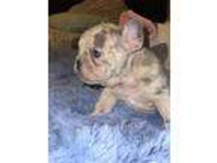 French Bulldog Puppy for sale in Oro Valley, AZ, USA