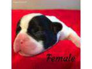 French Bulldog Puppy for sale in Summerville, GA, USA