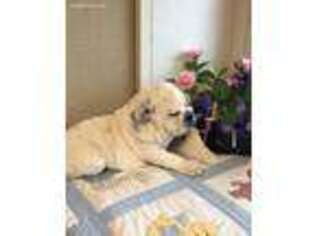 Bulldog Puppy for sale in Austin, AR, USA