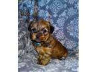 Shorkie Tzu Puppy for sale in Sun River, MT, USA