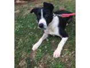 Border Collie Puppy for sale in Clackamas, OR, USA