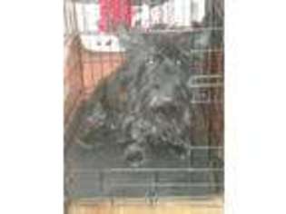 Scottish Terrier Puppy for sale in Fountain City, WI, USA