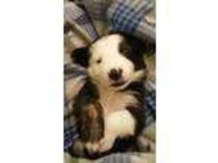 Border Collie Puppy for sale in Rhinelander, WI, USA