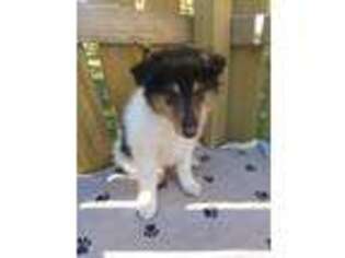 Collie Puppy for sale in Long Lane, MO, USA