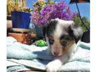 Miniature Australian Shepherd Puppy for sale in Escondido, CA, USA
