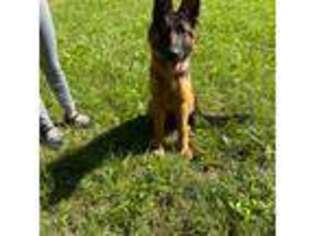 German Shepherd Dog Puppy for sale in Esmont, VA, USA