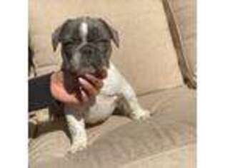 French Bulldog Puppy for sale in Phoenix, AZ, USA