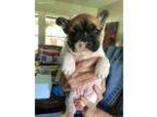 French Bulldog Puppy for sale in Silsbee, TX, USA