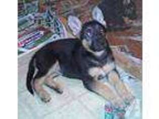 German Shepherd Dog Puppy for sale in ANDERSON, CA, USA