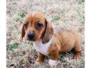 Dachshund Puppy for sale in Tulsa, OK, USA