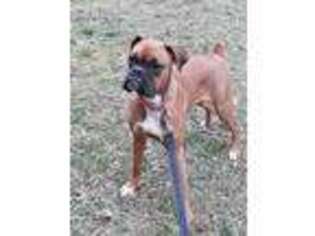 Boxer Puppy for sale in Madison, GA, USA