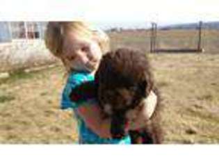 Newfoundland Puppy for sale in Fruita, CO, USA