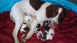 English Springer Spaniel Puppy for sale in Rock Springs, WY, USA