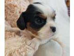 Cavalier King Charles Spaniel Puppy for sale in Holden, MO, USA