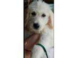 Labradoodle Puppy for sale in Christmas, FL, USA