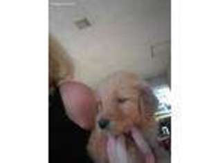 Goldendoodle Puppy for sale in Tecumseh, MO, USA