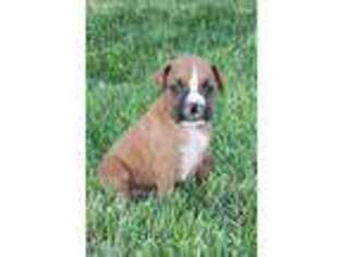 Boxer Puppy for sale in Quinter, KS, USA