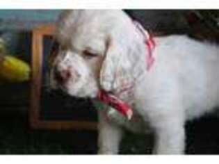 Clumber Spaniel Puppy for sale in Exline, IA, USA