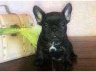 French Bulldog Puppy for sale in Waco, TX, USA