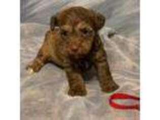 Schnoodle (Standard) Puppy for sale in Schriever, LA, USA