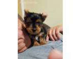 Yorkshire Terrier Puppy for sale in Kemp, TX, USA