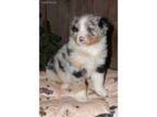 Australian Shepherd Puppy for sale in Falmouth, KY, USA