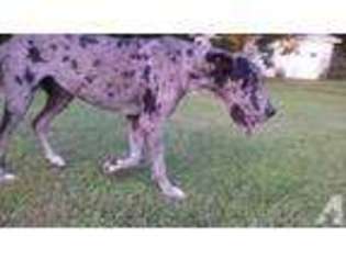 Great Dane Puppy for sale in MANCHESTER, TN, USA