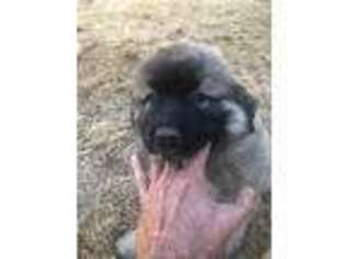 Mutt Puppy for sale in Comptche, CA, USA