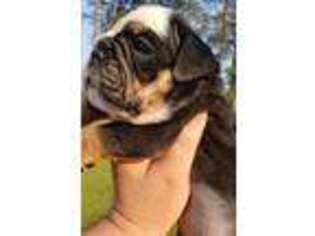 Bulldog Puppy for sale in Walterboro, SC, USA