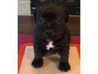 Staffordshire Bull Terrier Puppy for sale in Mcminnville, OR, USA